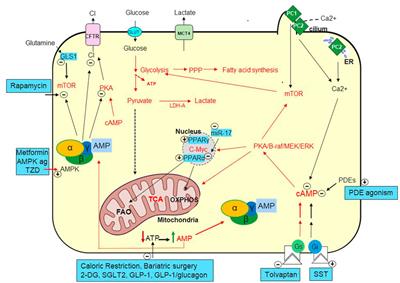 Frontiers | Metabolism-based Approaches For Autosomal Dominant ...